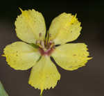 Lanceleaf loosestrife